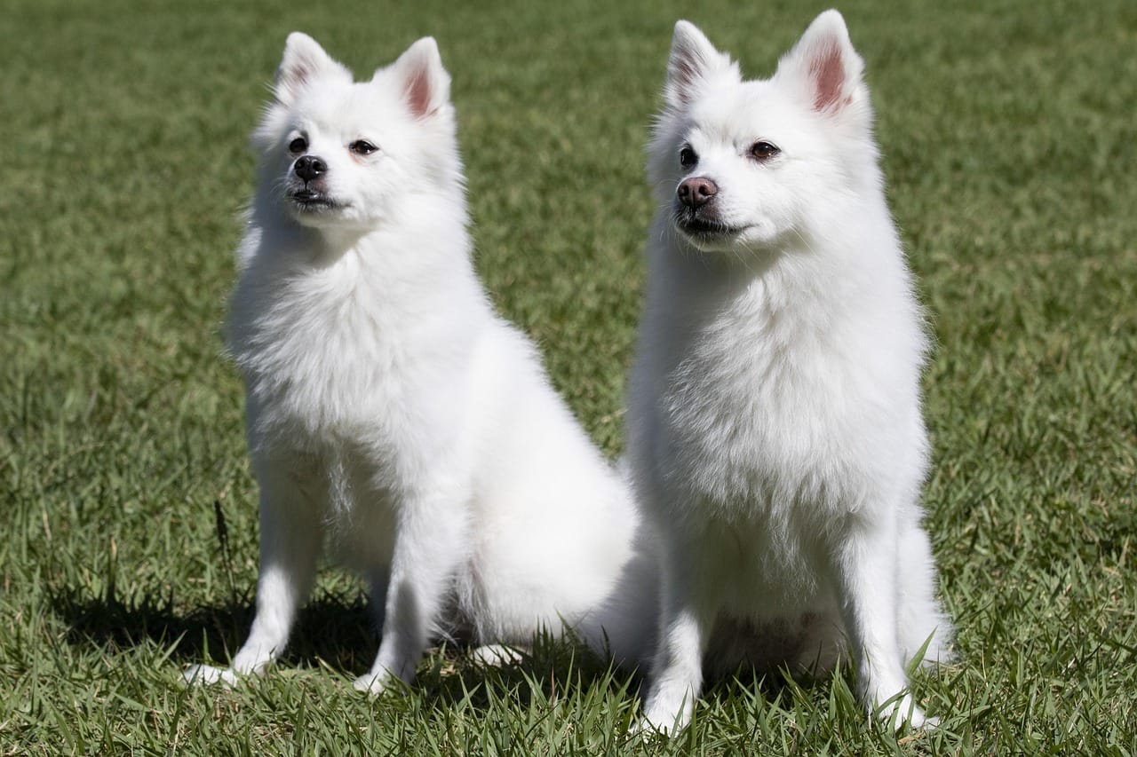Other people's dogs are a big part of the appeal.